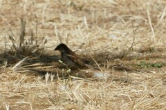 Passer domesticus