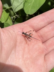 Mesostenus thoracicus