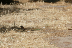 Passer domesticus