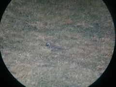 Passer melanurus vicinus