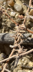 Harpagonella palmeri