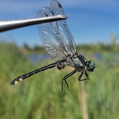 Gomphus vulgatissimus