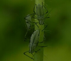 Macrosiphum gei
