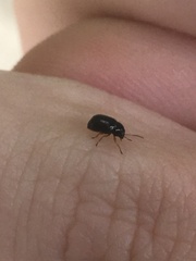 Cryptocephalus ocellatus