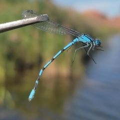 Enallagma cyathigerum