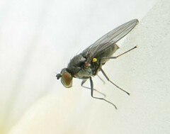 Ephydridae