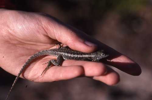 Microlophus bivittatus