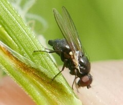 Agromyzidae