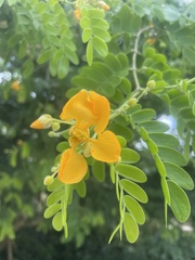 Gonopterodendron arboreum