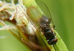 Agromyzidae