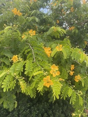 Gonopterodendron arboreum