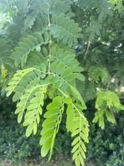 Gonopterodendron arboreum