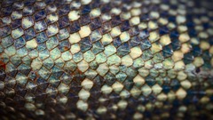 Agama picticauda image
