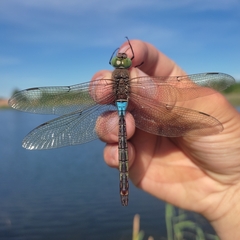 Anax parthenope