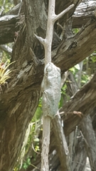 Osteopilus septentrionalis