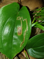 Liriomyza smilacinae