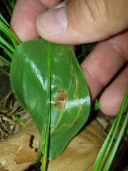 Liriomyza smilacinae