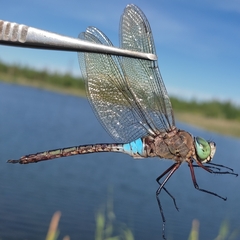 Anax parthenope