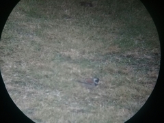 Passer melanurus vicinus