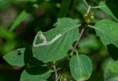 Aulagromyza cornigera