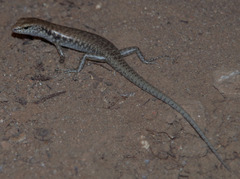 Concinnia brachysoma