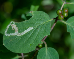 Aulagromyza cornigera