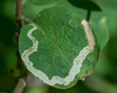 Aulagromyza cornigera