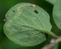 Aulagromyza cornigera