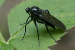 Empis ciliata