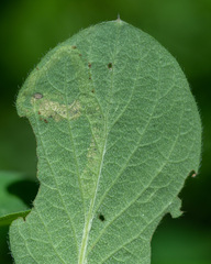 Aulagromyza cornigera