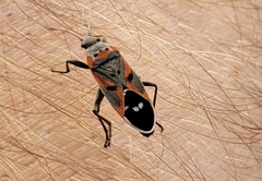 Lygaeus kalmii