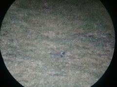 Passer melanurus vicinus