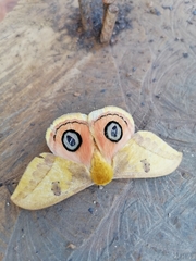 Automeris jucunda