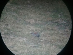 Passer melanurus vicinus