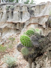 Opuntia polyacantha polyacantha