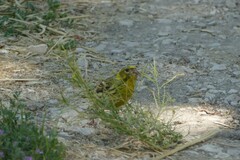 Serinus serinus