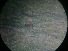 Passer melanurus vicinus