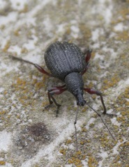 Otiorhynchus pyrenaeus