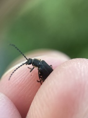 Polemius laticornis