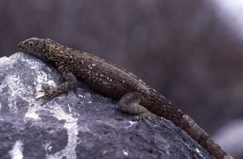 Microlophus delanonis
