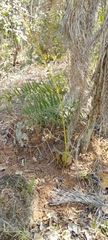 Cyrtopodium eugenii
