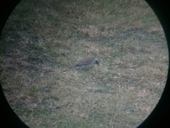 Passer melanurus vicinus