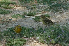 Serinus serinus