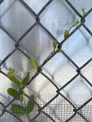 Pentalinon luteum