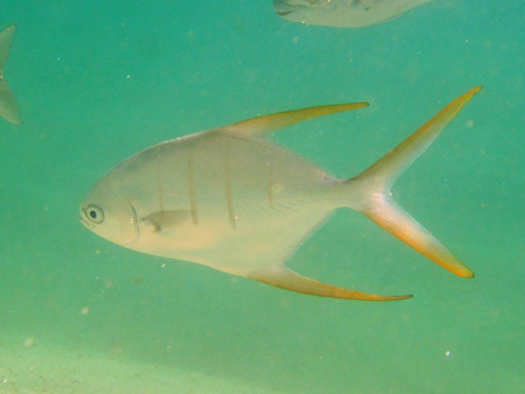 Gafftopsail pompano (Trachinotus rhodopus) — Carangidae