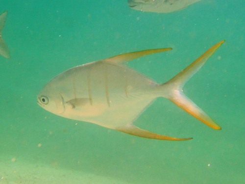 Gafftopsail pompano (Trachinotus rhodopus) — Carangidae