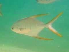 Trachinotus rhodopus