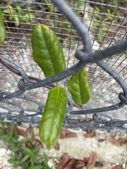 Pentalinon luteum