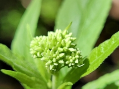 Eupatorium cannabinum cannabinum