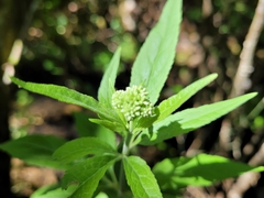 Eupatorium cannabinum cannabinum